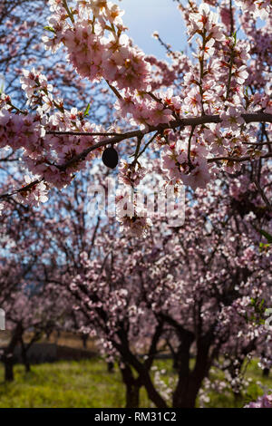 Mandelblüte, Prunus dulcis im Jalontal, Costa Blanca, Spanien Stockfoto