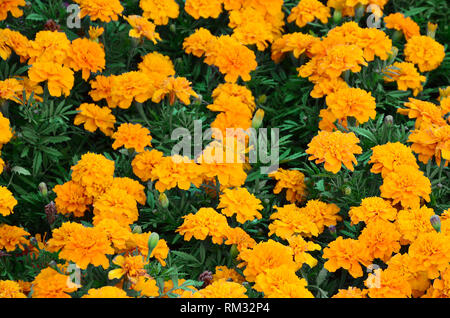 Eine große Anzahl von wunderschönen Blühten gelben Ringelblumen in einem Blumenbeet. Ansicht von oben Stockfoto