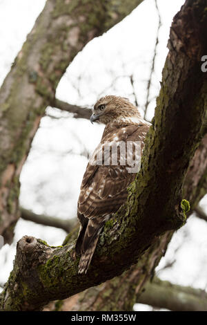 Ein jugendlicher Red-tailed Hawk (Buteo Jamaicensis) in einem Baum auf dem Mount Auburn Cemetery in Cambridge, Massachusetts, USA. Stockfoto