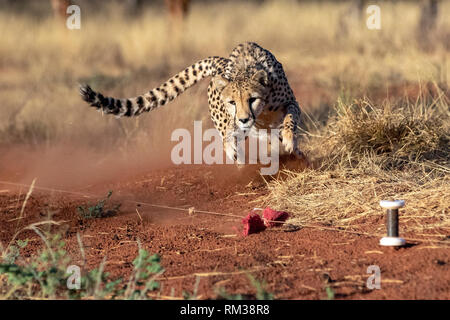 Gepard (Acinonyx jubatus) [gefangen] jagen Lure für Übung - AfriCat Foundation, Okonjima Nature Reserve, Namibia, Afrika Stockfoto