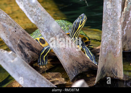 Florida Red-bellied Turtle - Green Cay Feuchtgebiete, Boynton Beach, Florida, USA Stockfoto