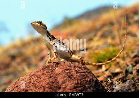 Sitana sp closeup und genießen Sie das Sonnenlicht, Satara, Maharashtra, Indien Stockfoto