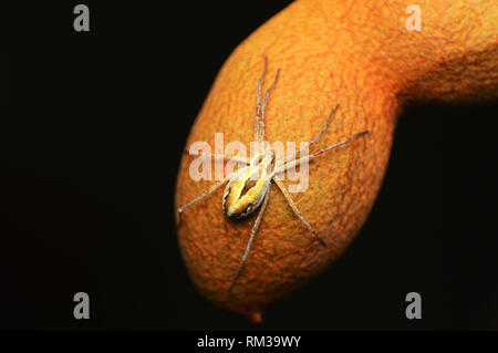 Running crab spider Philodromous sp auf Tamarinde, Satara, Maharashtra, Indien Stockfoto