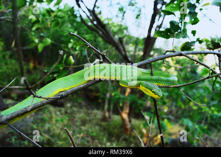 Bamboo pit Viper, Tremeresurus gramineus in einem natürlichen Lebensraum, Pune, Maharashtra, Indien Stockfoto