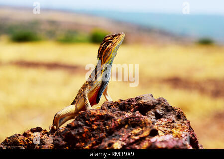 Ventilator throated Eidechse, Sitana ponticeriana, Satara, Maharashtra, Indien Stockfoto