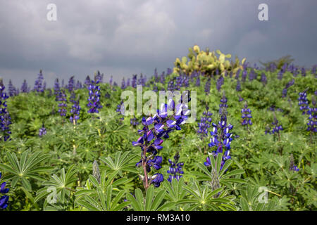 Blühende Lupin Blume Nahaufnahme vor dem Hintergrund eines Feldes von blühenden Blumen und einem stürmischen Himmel. Landschaft Stockfoto