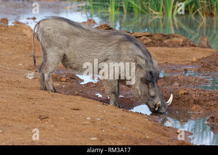 Gemeinsame Warzenschwein (Phacochoerus africanus), erwachsenen Mann, Trinken an einem Wasserloch, Addo National Park, Eastern Cape, Südafrika, Afrika Stockfoto