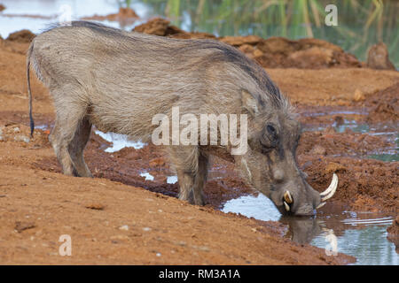 Gemeinsame Warzenschwein (Phacochoerus africanus), erwachsenen Mann, Trinken an einem Wasserloch, Addo National Park, Eastern Cape, Südafrika, Afrika Stockfoto