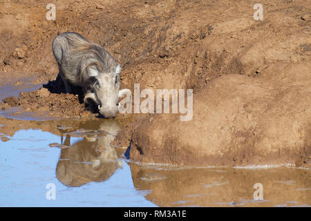 Gemeinsame Warzenschwein (Phacochoerus africanus), Erwachsener, Trinken an einem Wasserloch, Wasser Reflexion, Addo National Park, Eastern Cape, Südafrika, Afrika Stockfoto