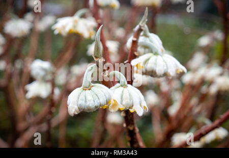 Makroaufnahme von ein paar Blüten von einem Papier Bush im Februar. Stockfoto