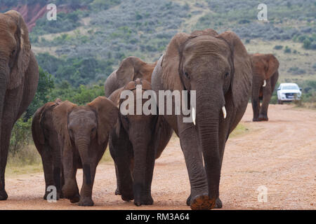 Afrikanischen Busch Elefanten (Loxodonta africana), Herde mit Kälbern, wandern auf einer Schotterstraße, eine touristische Auto auf der Rückseite, Addo Elephant NP, Südafrika Stockfoto