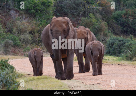 Afrikanischen Busch Elefanten (Loxodonta africana), zwei erwachsenen Weibchen mit zwei Jungen, wandern auf einer Schotterstraße, Addo Elephant NP, Eastern Cape, Südafrika Stockfoto