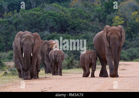 Afrikanischen Busch Elefanten (Loxodonta africana), Herde mit Kälbern, Überqueren einer Straße, Addo Elephant National Park, Eastern Cape, Südafrika, Afrika Stockfoto