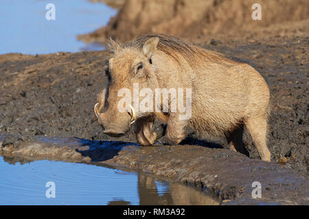 Gemeinsame Warzenschwein (Phacochoerus africanus), kniend Erwachsene, Trinken an einem Wasserloch, Alert, Addo National Park, Eastern Cape, Südafrika, Afrika Stockfoto