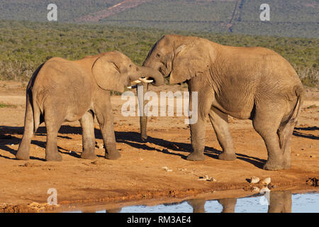 Afrikanischen Busch Elefanten (Loxodonta africana), zwei Männer playin, an einem Wasserloch, Addo Elephant National Park, Eastern Cape, Südafrika, Afrika Stockfoto