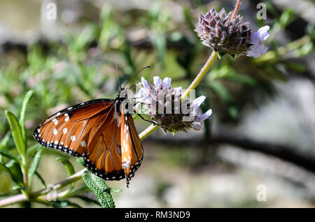 Queen Butterfly (Danaus gilippus) besuchen Blumen (Salvia spp.) im La Quinta, Kalifornien, USA Stockfoto