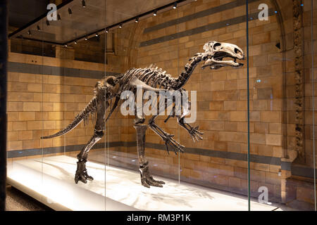 Um einen fossilen Dinosaurier Skelett im Natural History Museum, London, UK Stockfoto