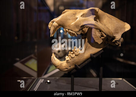 Barbary lion Schädel, im Natural History Museum in London, Großbritannien Stockfoto