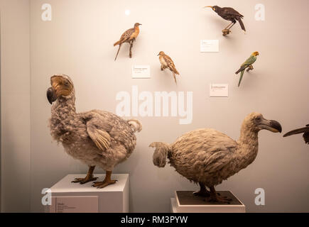 Dodo Muster am Natural History Museum, London, UK Stockfoto