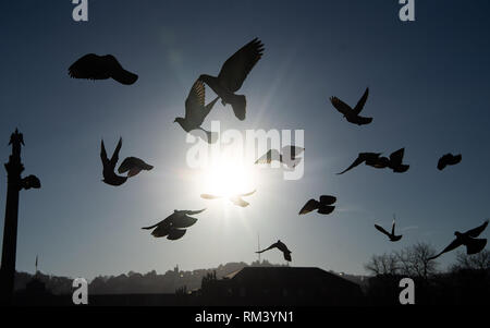 Stuttgart, Deutschland. 13 Feb, 2019. Tauben fliegen Sie über den Schlossplatz in der Morgensonne. Credit: Sebastian Gollnow/dpa/Alamy leben Nachrichten Stockfoto