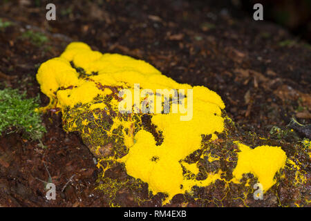 Gelbe Lohblüte, Hexenbutter, Schleimpilz, Totholz, Fuligo septica, Schwefel Schleim Pilz, myxomyceten Stockfoto