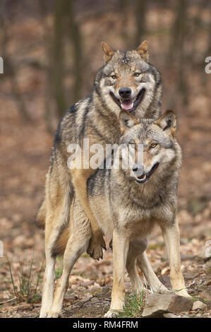 Wolf (Canis lupus) Paar Paarung in Wald, Neuhaus, Niedersachsen, Deutschland Stockfoto