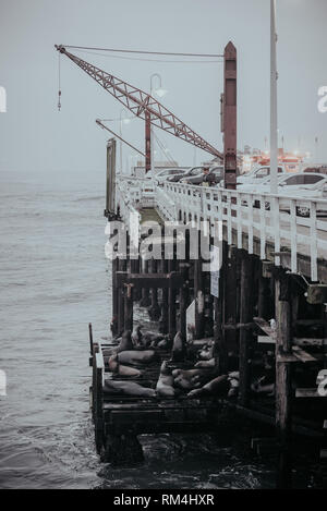 Meer Hunde am Pier in Santa Cruz USA sea lion Amerika State Route 1. Stockfoto