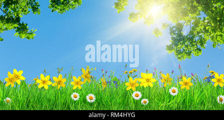 Frühling Blumen und Grünes Gras Hintergrund Stockfoto