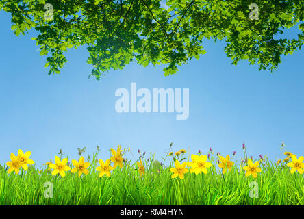 Frühling Narzissen und Daisy Blumen und Grünes Gras Hintergrund Stockfoto