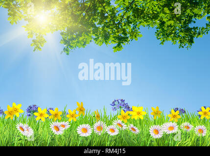 Frühling Narzissen und Daisy Blumen und Grünes Gras Hintergrund Stockfoto