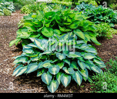 Verschiedenen Farben der Hosta Pflanzen in der beständigen Garten. Stockfoto