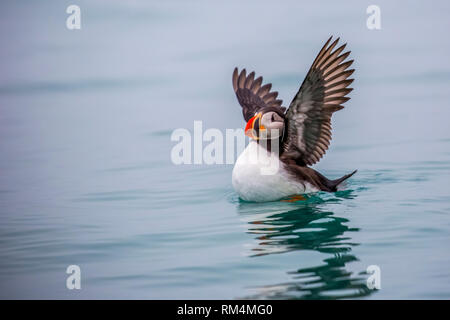 Papageitaucher (Fratercula arctica) die hauptsächlich auf Fisch und Rasse an den Küsten des nördlichen Europas, die Färöer, Island und östlichen Nordamerika Stockfoto