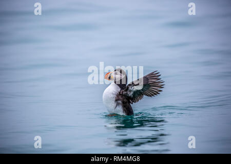 Papageitaucher (Fratercula arctica) die hauptsächlich auf Fisch und Rasse an den Küsten des nördlichen Europas, die Färöer, Island und östlichen Nordamerika Stockfoto