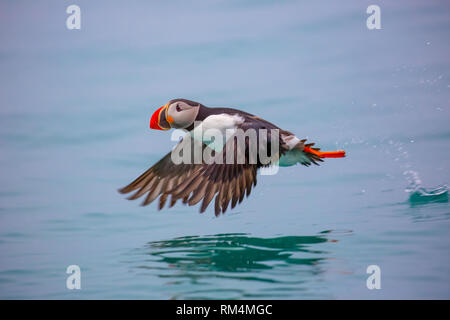 Papageitaucher (Fratercula arctica) die hauptsächlich auf Fisch und Rasse an den Küsten des nördlichen Europas, die Färöer, Island und östlichen Nordamerika Stockfoto