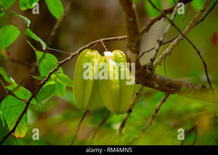 Star Fruit (Averrhoa carambola) Reifen auf einem karambolen Baum. Diese Pflanze kommt in Indonesien, Indien und Sri Lanka und ist im gesamten Südosten gefunden Stockfoto