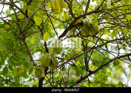 Star Fruit (Averrhoa carambola) Reifen auf einem karambolen Baum. Diese Pflanze kommt in Indonesien, Indien und Sri Lanka und ist im gesamten Südosten gefunden Stockfoto