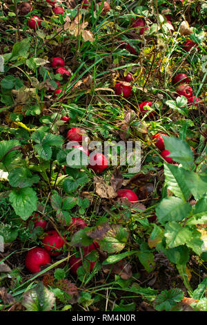 Rote reife Äpfel auf dem Boden liegend unter dem Gras, organische Äpfel im Herbst Garten Stockfoto