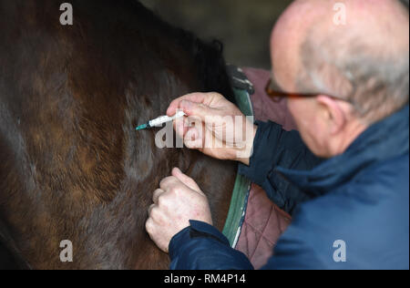 Ein Pferd ist ein Pferd Grippe Auffrischimpfung im Hof von Trainer Philip 'Charlie' McBride in Newmarket. Stockfoto