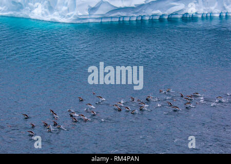 Eselspinguine (Pygoscelis papua). Gentoo Penguins wachsen in Längen von 70 Zentimeter und leben in großen Kolonien auf antarktischen Inseln. Sie ernähren sich von Pl Stockfoto