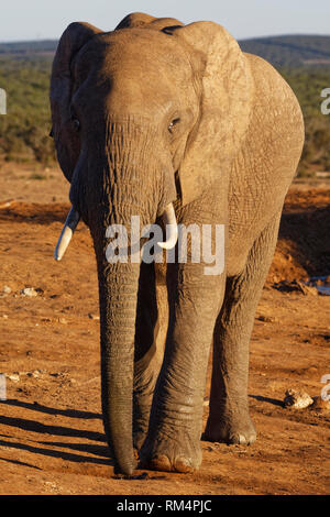 Afrikanischen Busch Elefant (Loxodonta africana), erwachsenen Mann, trinken Wasser aus einer Pfütze, Abendlicht, Addo Elephant NP, Eastern Cape, Südafrika, Afrika Stockfoto