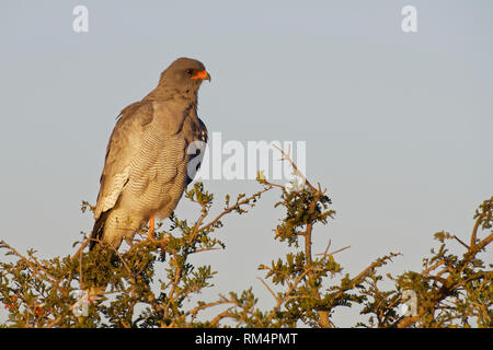 Blass chanting goshawk (Melierax canorus), Erwachsener, oben auf einem Baum, auf der Suche nach Beute, Abendlicht, Addo National Park, Eastern Cape, Südafrika Stockfoto