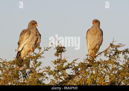 Blass singen Habicht (Melierax canorus), zwei Erwachsene auf einem Baum, auf der Suche nach Beute, Abendlicht, Addo National Park, Östliche Kappe, Südafrika Stockfoto