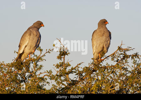 Blass singen Habicht (Melierax canorus), zwei Erwachsene auf einem Baum, auf der Suche nach Beute, Abendlicht, Addo National Park, Östliche Kappe, Südafrika Stockfoto