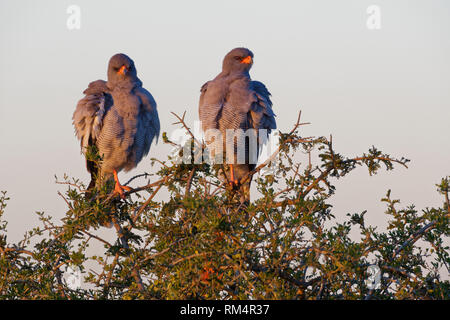 Blass singen Habicht (Melierax canorus), zwei Erwachsene auf einem Baum, für Beute bei Einbruch der Dunkelheit suchen, Addo National Park, Eastern Cape, Südafrika Stockfoto