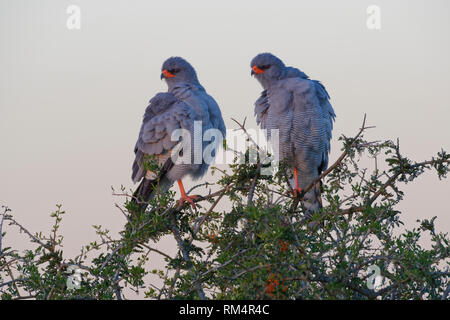 Blass singen Habicht (Melierax canorus), zwei Erwachsene auf einem Baum, für Beute bei Einbruch der Dunkelheit suchen, Addo National Park, Eastern Cape, Südafrika Stockfoto