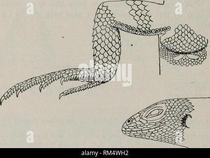 . Jahresbericht des Verwaltungsrats der Smithsonian Institution. Smithsonian Institution; Smithsonian Institution. Archive; Entdeckungen in der Wissenschaft. Abb. 60. SCELOPORUS UNDULATUS CONSOBRI VCS BAIRD und GiRARD. = 1. Kat. Nr. 166! i5, U.S.N.M. dusky seitlichen Streifen, mit einer gelblich unten; eine kurze horizcHital Linie auf Fsme-Schulter; unter gelblich; Schwanz ohne Bands; manchmal eine Reihe von düsteren Flecken oben. Mann mit zwei Konfluent bläulichen Flecken auf jeder Seite fsme Kinn. Seite der Bauch bläulich; cephalen Platten etwas wie in; S'. Thayeri. Die vorherrschende Farbe dieser Art ist ein olivace Stockfoto