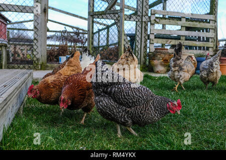 Eine Low Angle Shot der Hühner im Garten Fütterung auf Maden und anderen Insekten. Stockfoto