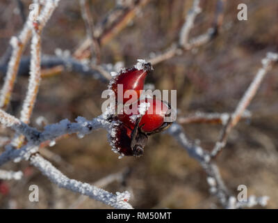 Hip mit Frost Stockfoto