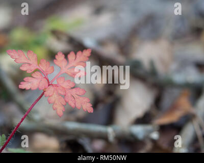Rote Farn im Herbst Stockfoto