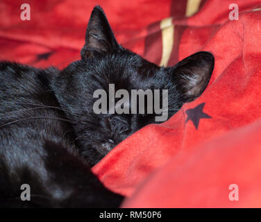 Schlafende schwarze Katze Stockfoto